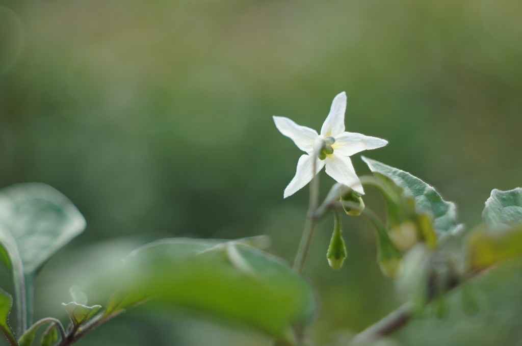 It's a little star.