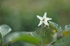 It's a little star.