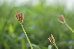まだ、あどけない蕾たち。