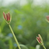 まだ、あどけない蕾たち。