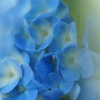 紫陽花の青時間 #2
