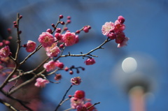 白昼の月と見紛う・・・