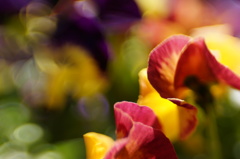 pansy pansy  #4