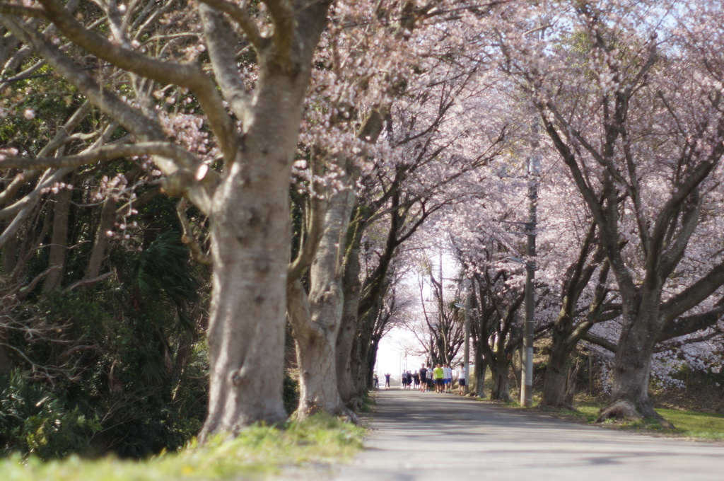 桜の坂道