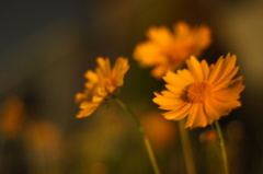 頼りない足取り