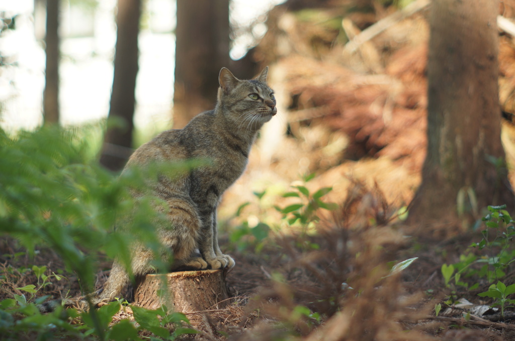 森の番猫