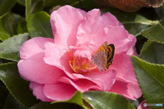 CAMELLIA feat. Butterfly