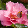 CAMELLIA feat. Butterfly