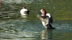 DSCN0764