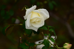 DSC_7545