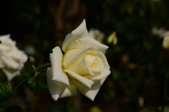 DSC_7483