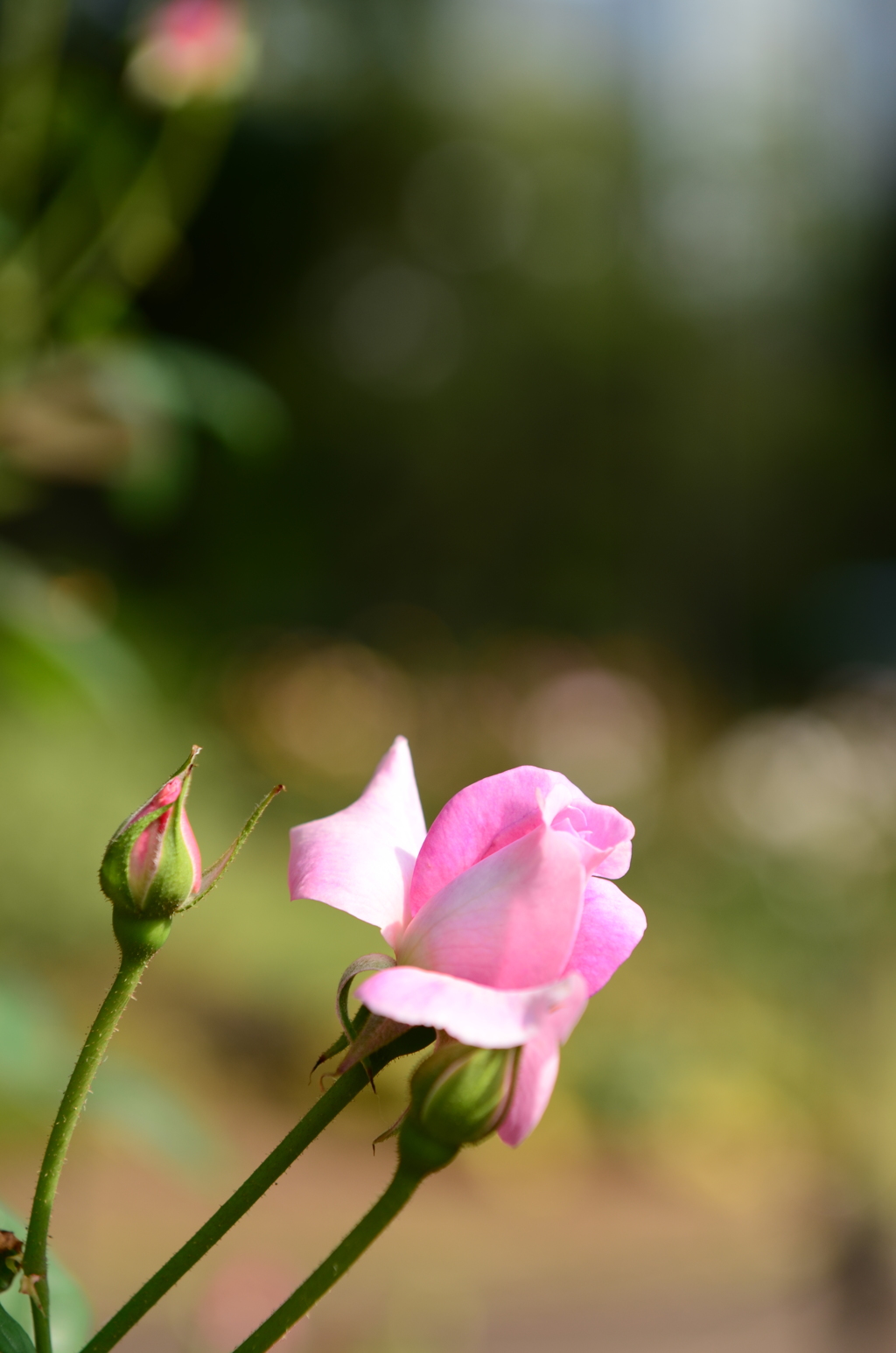 DSC_7486