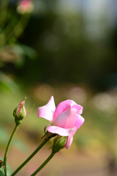 DSC_7486
