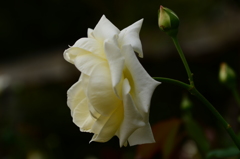 DSC_7542