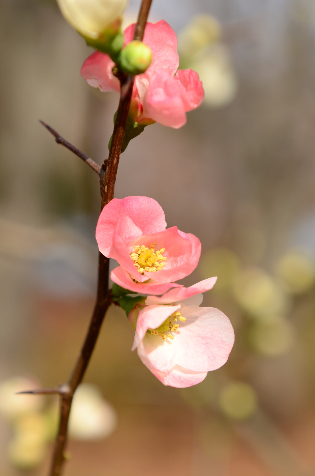 DSC_8174