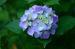 紫陽花