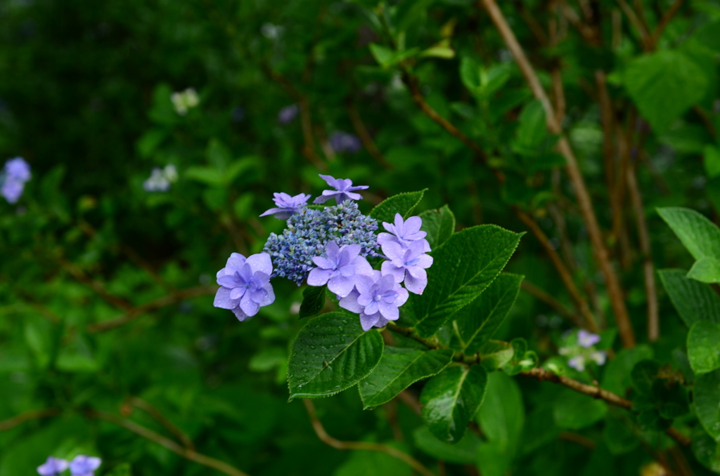 DSC_0122