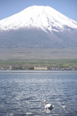 白鳥と子供と富士