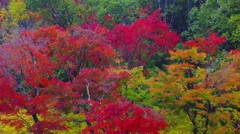 ミホミュージアムの紅葉