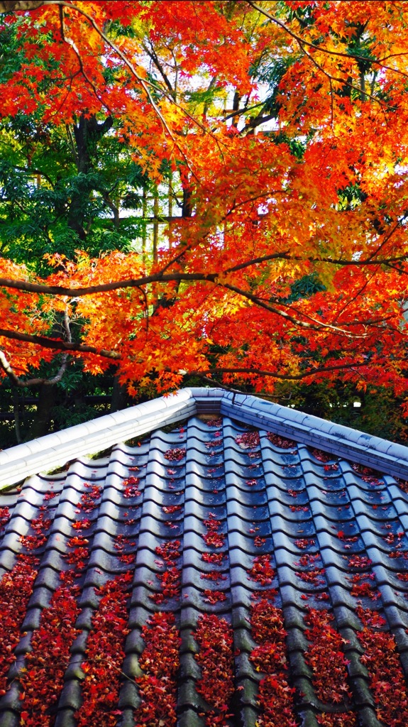 平等院の紅葉
