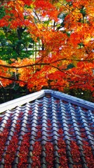 平等院の紅葉