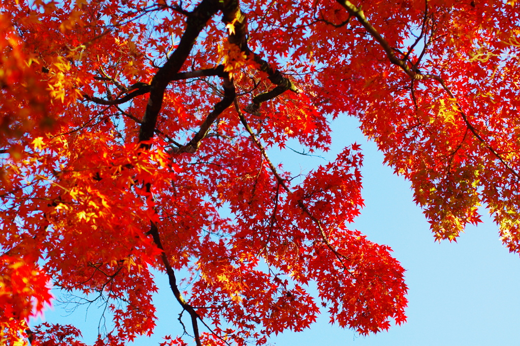紅葉