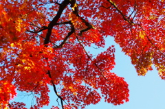 紅葉