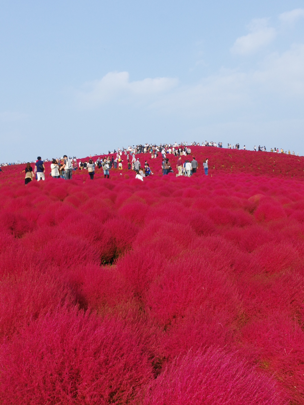 情熱の大地