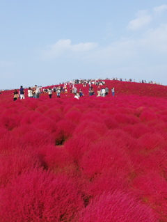 情熱の大地