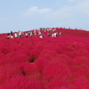 情熱の大地