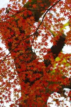 名主滝の公園の紅葉