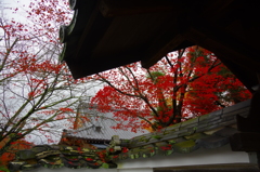 紅葉
