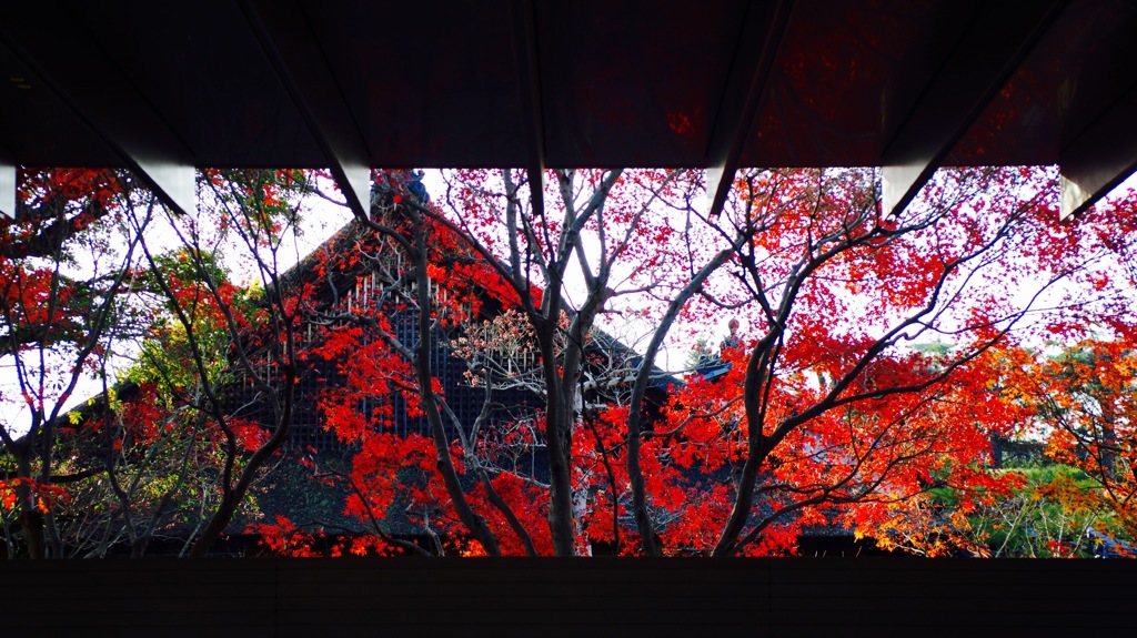 平等院の紅葉