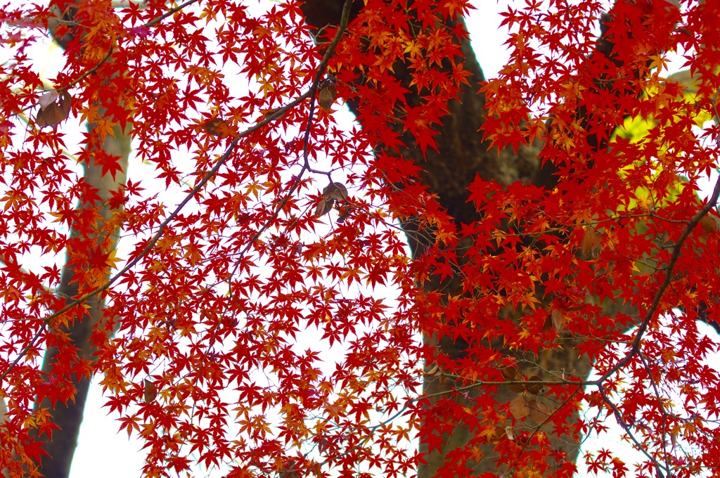名主滝の公園の紅葉