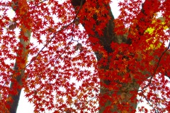名主滝の公園の紅葉