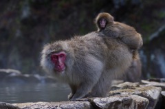 地獄谷野猿公苑の猿