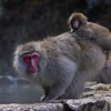 地獄谷野猿公苑の猿