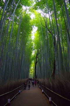 竹林小径