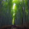 竹林小径