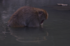地獄谷野猿公苑の猿