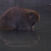 地獄谷野猿公苑の猿