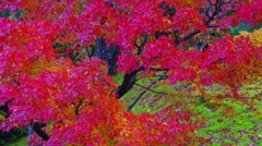 ミホミュージアムの紅葉