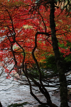 白駒池の紅葉