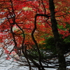 白駒池の紅葉