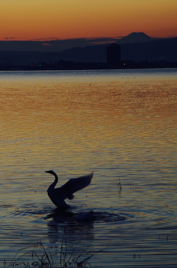 朝日を浴びて