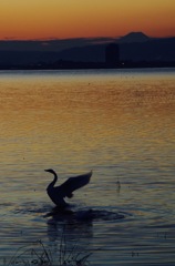 朝日を浴びて