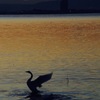 朝日を浴びて