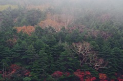 白駒池の秋