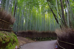 竹林小径