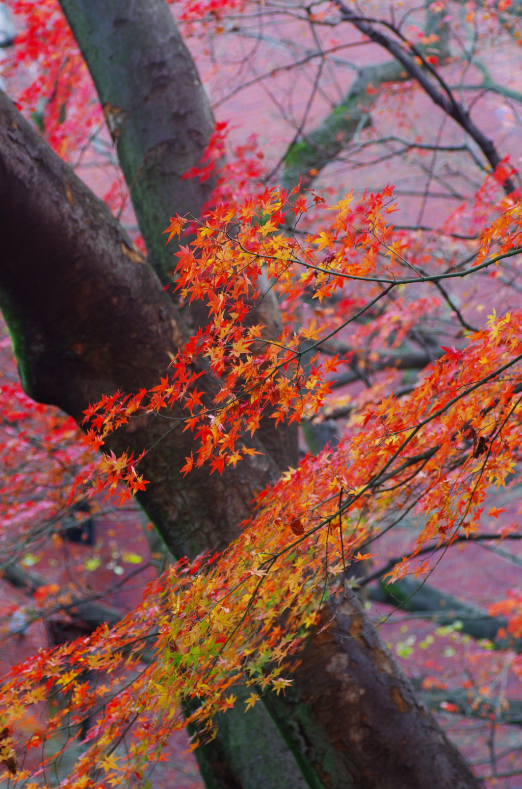 名主滝の公園の紅葉